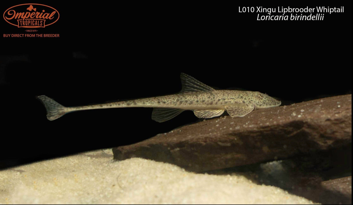 L010 Xingu Lipbrooder Whiptail