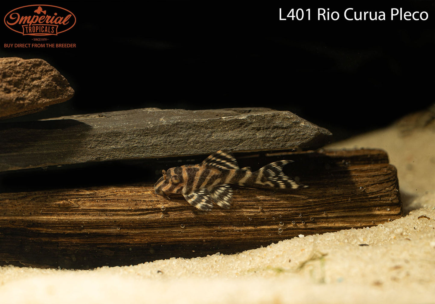 L401 Rio Curua Pleco