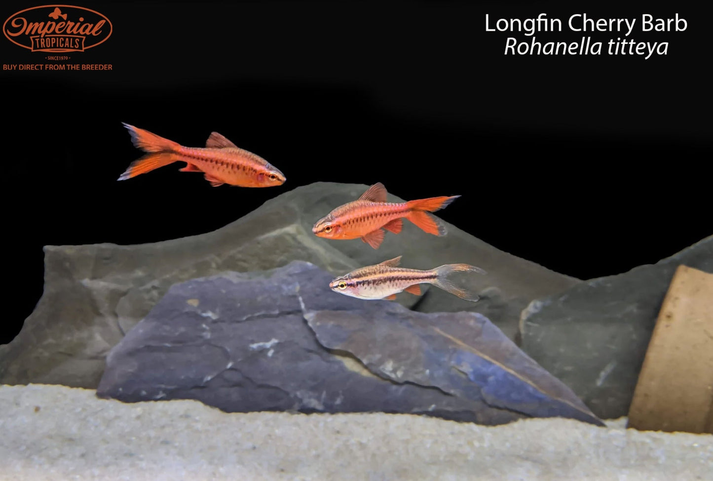 Longfin Cherry Barb