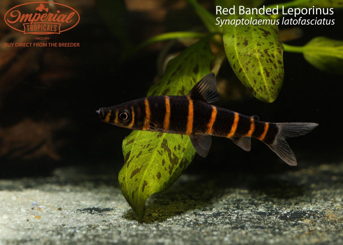 Red Banded Leporinus