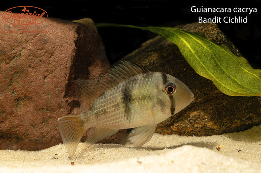 Bandit Cichlid