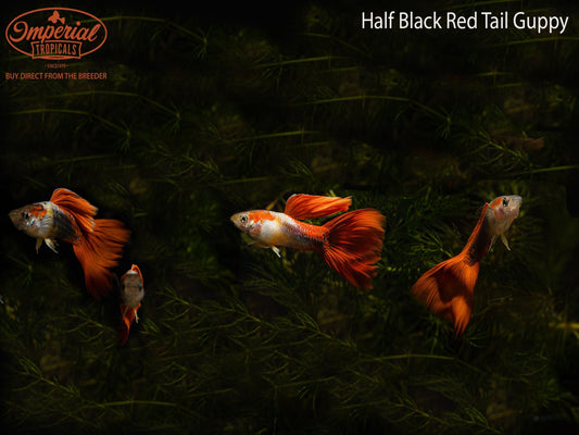 Half Black Redtail Guppy