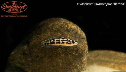 Julidochromis transcriptus "Bemba"