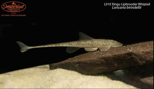 L010 Xingu Lipbrooder Whiptail