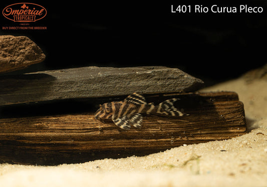 L401 Rio Curua Pleco