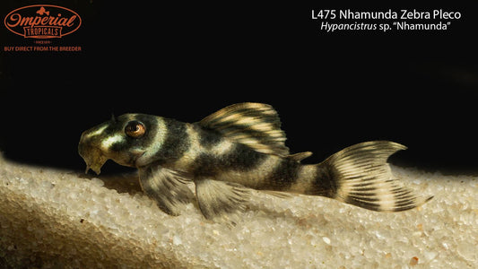 L475 Nhamunda Zebra Pleco