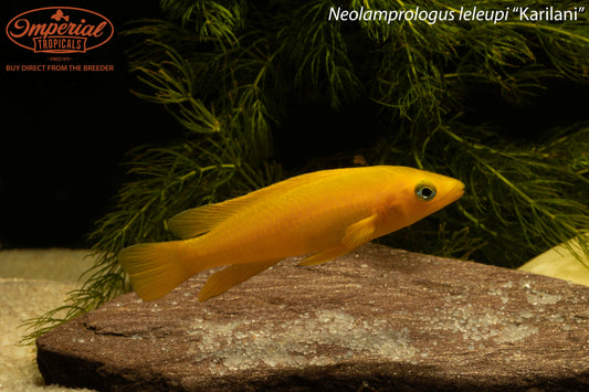 Neolamprologus leleupi "Karilani"