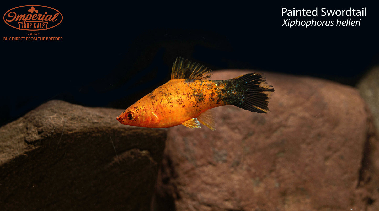 Painted Swordtail