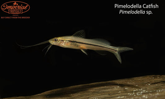 Pimelodella Catfish (Pimelodella sp.)