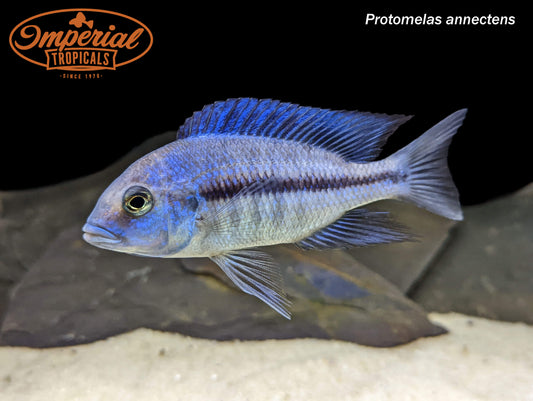 Protomelas annectens