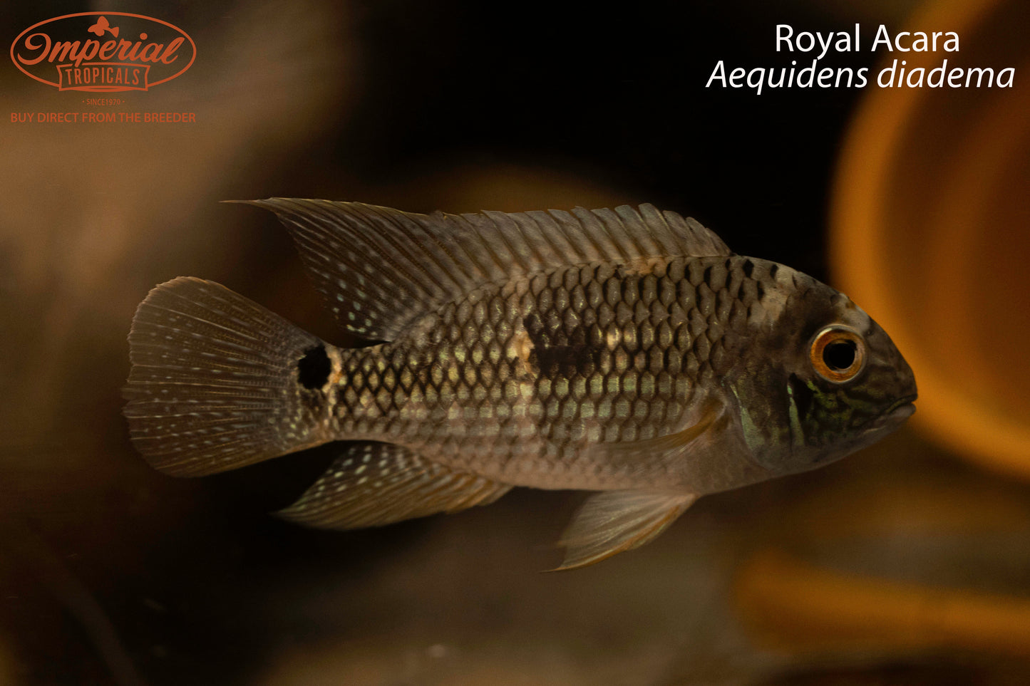Royal Acara