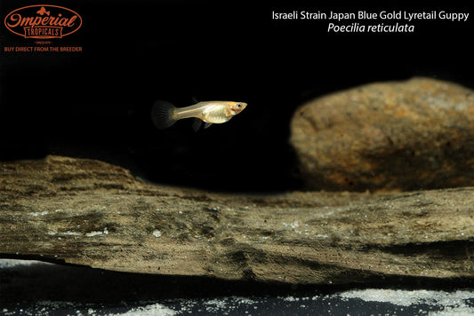 Israeli Strain Japan Blue Gold Lyretail Guppy