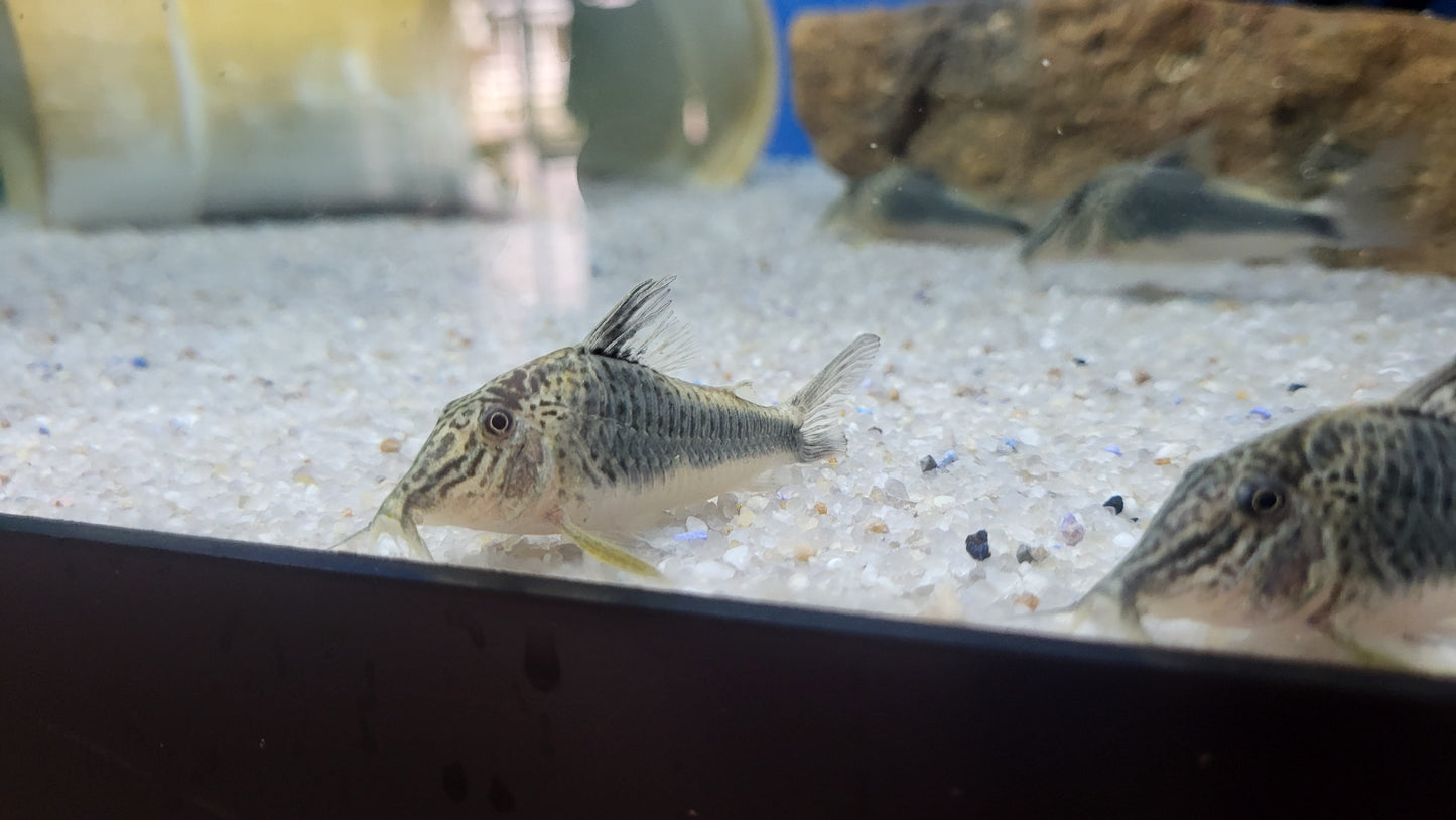 Fowler's Corydoras