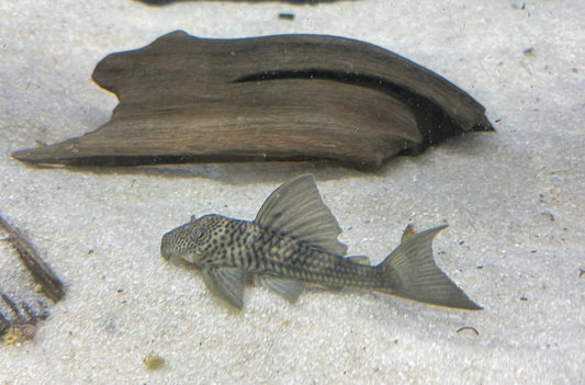 L141 Ghost Pleco