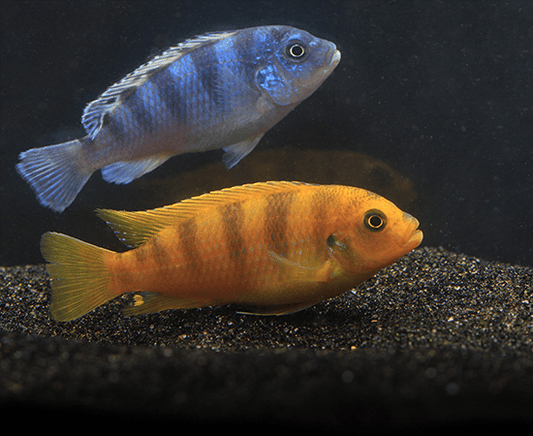 Kenyi Cichlid