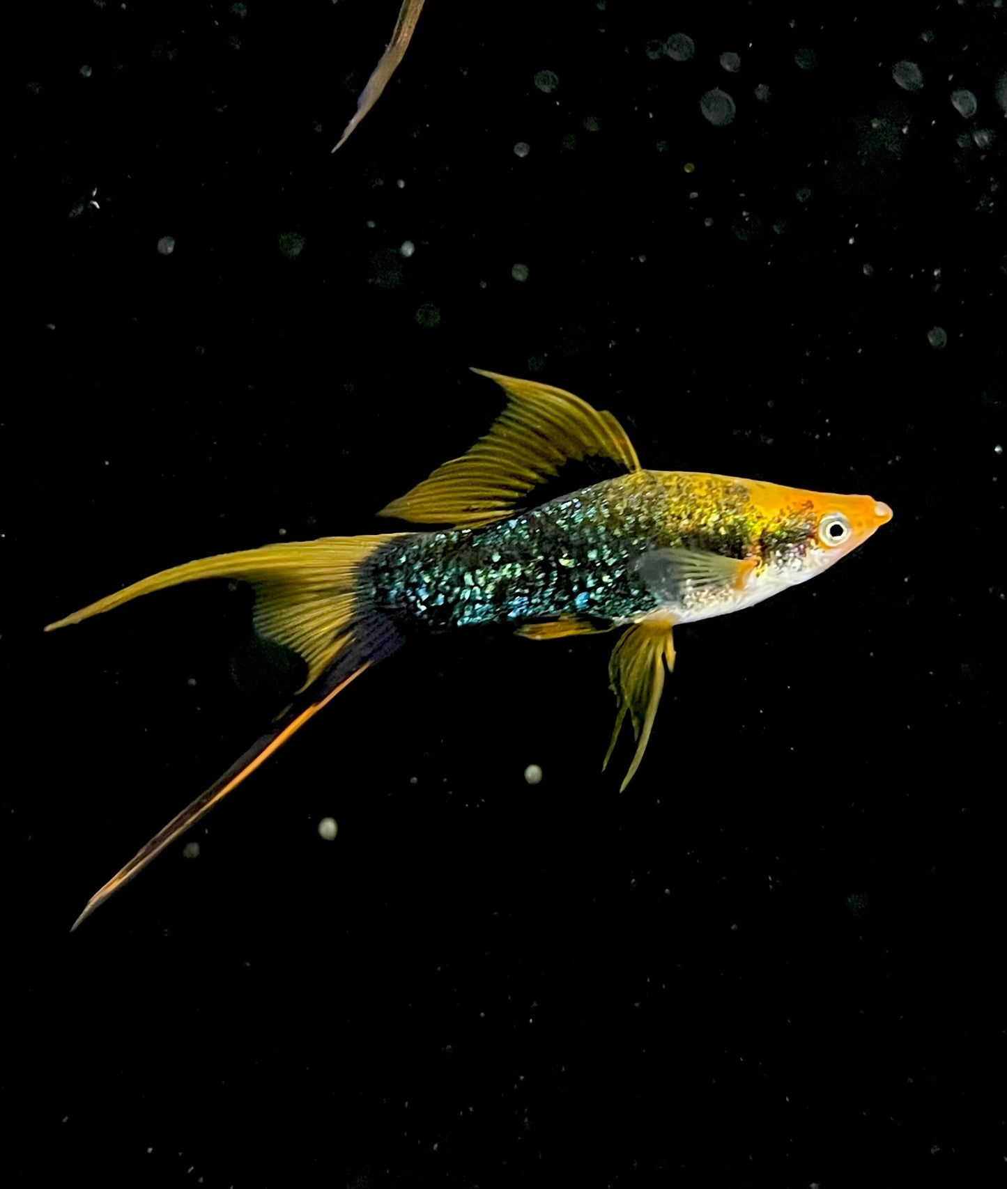 Tuxedo Lyretail Swordtail