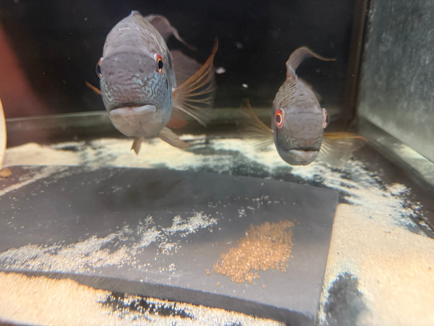 Royal Acara