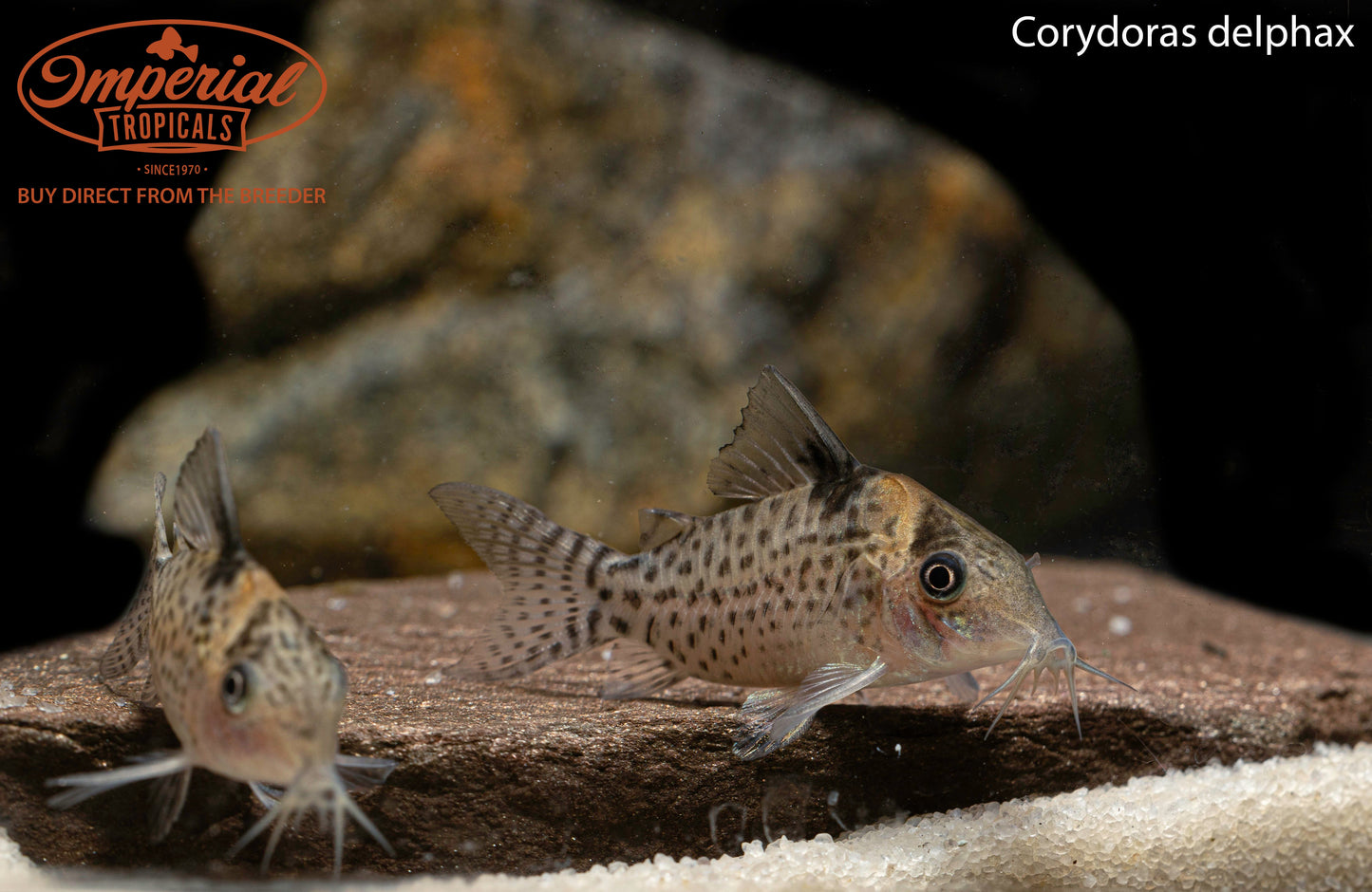 Delphax Brochis